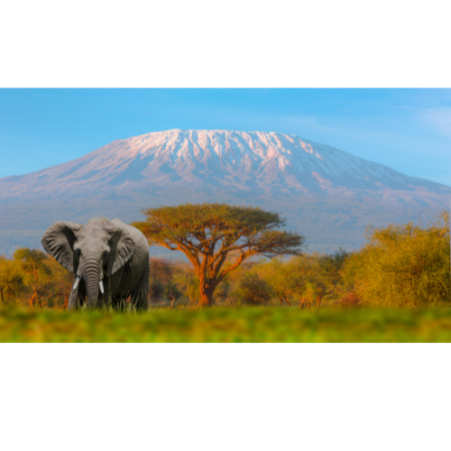 Tanzania Album Cover
