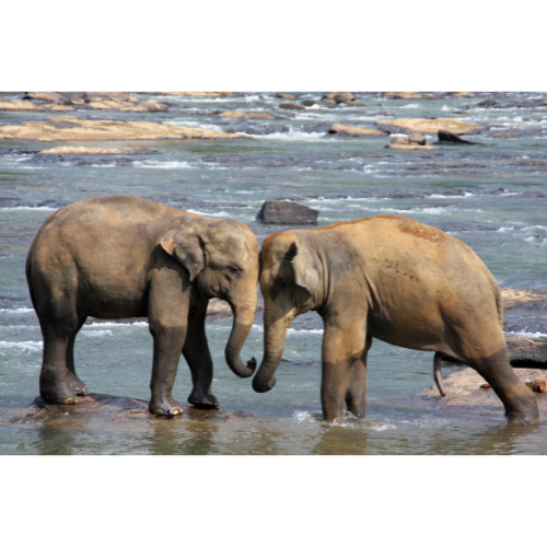 Explore Sri Lanka